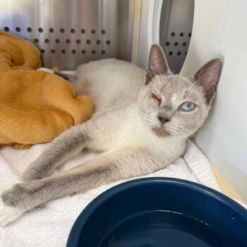 Barbie-Q -  Siamese and Domestic Short Hair Cat for Adoption in Lynchburg, Virginia - Barbie-Q | PetCurious