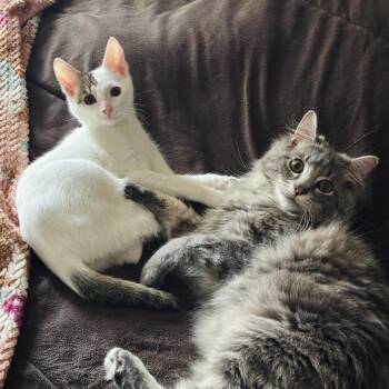 Domestic Short Hair Cats Available for Adoption in Lucas, Texas - Rini And Elven  | PetCurious