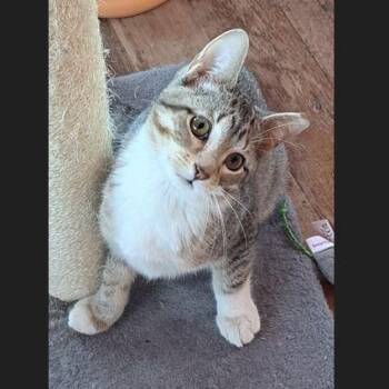 Rescue Domestic Short Hair Cats for Adoption in Menasha, Wisconsin - Mickey | PetCurious