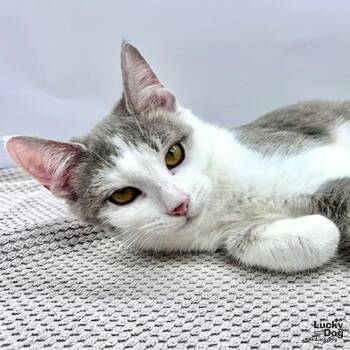 Domestic Short Hair Cats Available for Adoption in Washington, District Of Columbia - Hocus Pocus | PetCurious