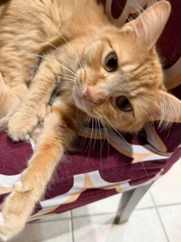 Tabby Cats Available for Adoption in Bayonne, New Jersey - Gigi | PetCurious