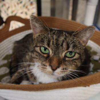 Camila -  Domestic Short Hair Cat for Adoption in Riverside, California - Camila | PetCurious