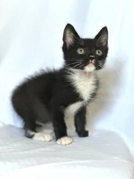 Rescue Domestic Short Hair Cats for Adoption in Quail Heights, Florida - Wybie | PetCurious