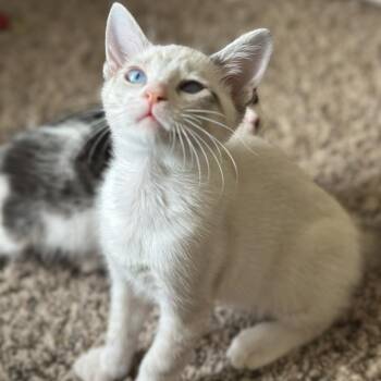 Fennel -  Siamese and Domestic Short Hair Cat for Adoption in Port Richey, Florida - Fennel | PetCurious