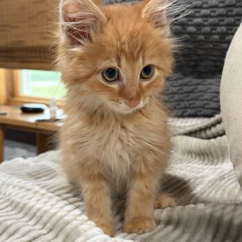 Peter -  Domestic Long Hair Cat for Adoption in Brant, Michigan - Peter | PetCurious