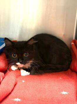Cajun -  Domestic Medium Hair Cat for Adoption in Ocala, Florida - Cajun | PetCurious