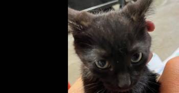 Domestic Short Hair Cats Available for Adoption in Dayton, Minnesota - Obsidian | PetCurious