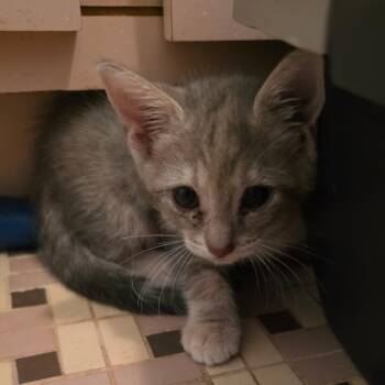Cora -  Domestic Short Hair Cat for Adoption in Melrose, Florida - Cora | PetCurious