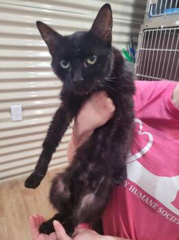 Swayze -  Domestic Short Hair Cat for Adoption in Linton, Indiana - Swayze | PetCurious