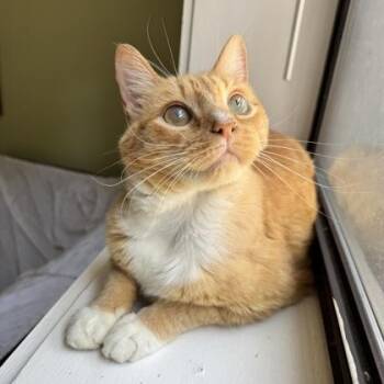 Cinder -  Domestic Short Hair Cat for Adoption in Atlanta, Georgia - Cinder | PetCurious