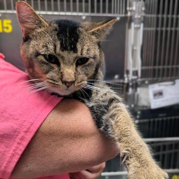 Bruce -  Domestic Short Hair Cat for Adoption in Normal, Illinois - Bruce | PetCurious