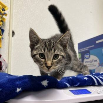 Rescue Domestic Short Hair Cats for Adoption in Albert Lea, Minnesota - Orion | PetCurious