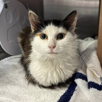 Domestic Short Hair Cats Available for Adoption - Fluffy | PetCurious