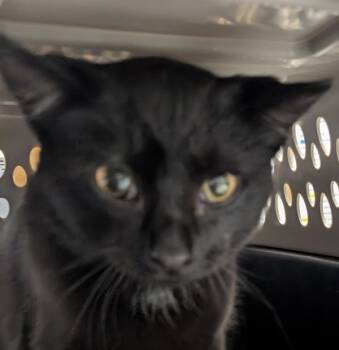 Rescue Domestic Short Hair Cats for Adoption in Des Moines, Iowa - Kyleigh | PetCurious