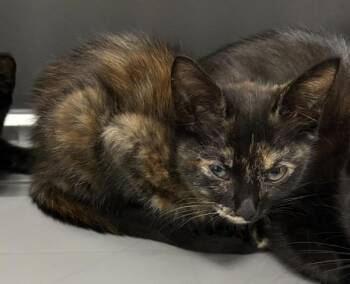 Sf26 Leena -  Domestic Short Hair Cat for Adoption in Lawrenceville, Georgia - Sf26 Leena | PetCurious