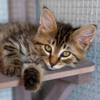 Arboles -  Domestic Long Hair Cat for Adoption in Durango, Colorado - Arboles | PetCurious