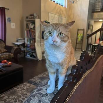 Domestic Short Hair Cats Available for Adoption in Villa Park, California - Muenster  | PetCurious