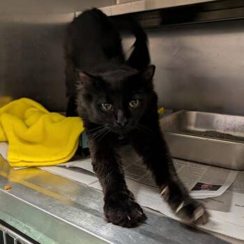 Simba -  Domestic Medium Hair Cat for Adoption in Buffalo, New York - Simba | PetCurious
