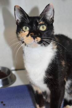 Jane -  Domestic Short Hair Cat for Adoption in Brownwood, Texas - Jane | PetCurious