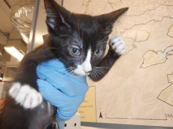 Rescue Domestic Short Hair Cats for Adoption in San Jose, California - A1393728 | PetCurious