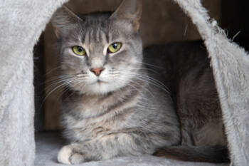 Rescue Domestic Short Hair Cats for Adoption in Maumee, Ohio - Fifi | PetCurious