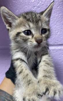 Winona -  Domestic Medium Hair Cat for Adoption in El Paso, Texas - Winona | PetCurious