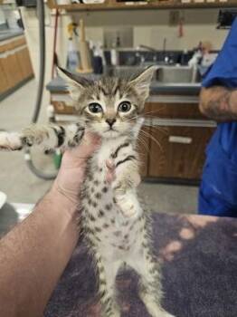 Screech -  Domestic Short Hair Cat for Adoption in Gainesville, Florida - Screech | PetCurious