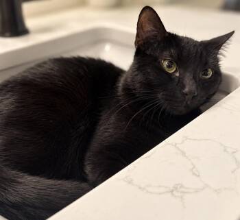 Ben Platt -  Domestic Short Hair Cat for Adoption in Chandler, Arizona - Ben Platt | PetCurious