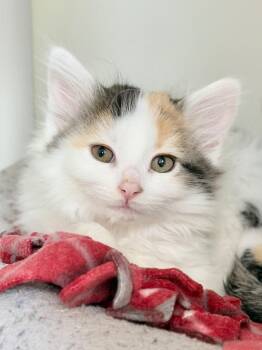 Asterisk -  Domestic Medium Hair Cat Available for Adoption in Menomonie, Wisconsin - Asterisk | PetCurious