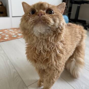 Selkirk Rex Cats Available for Adoption in Miamisburg, Ohio - Merlin | PetCurious