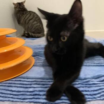Zuko -  Domestic Short Hair Cat for Adoption in Puslinch, Ontario - Zuko | PetCurious