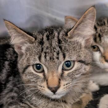 Rescue Domestic Short Hair Cats for Adoption in Spokane, Washington - Andrew | PetCurious