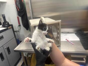 KIMCHI -  Domestic Medium Hair Cat for Adoption in Antioch, California - KIMCHI | PetCurious