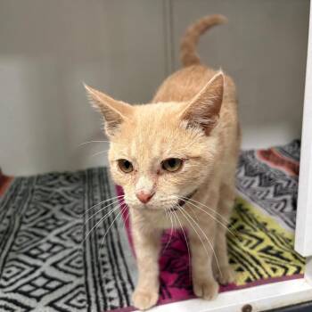 (Found) South Summit Drive 4 (R) -  Domestic Short Hair Cat for Adoption in Cabot, Arkansas - (Found) South Summit Drive 4 (R) | PetCurious