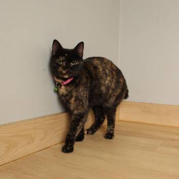 Domestic Short Hair Cats Available for Adoption - Poe C68042 | PetCurious