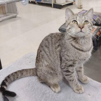 Woody -  Domestic Short Hair Cat for Adoption in York, South Carolina - Woody | PetCurious