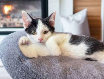 Rescue Domestic Short Hair Cats for Adoption in Knoxville, Tennessee - Bo | PetCurious