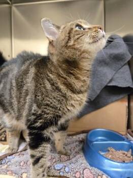 Rescue Domestic Short Hair Cats for Adoption in Westland, Michigan - Cassoulet | PetCurious