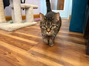 Domestic Short Hair Cats Available for Adoption in West Lafayette, Indiana - Getty(café)  | PetCurious