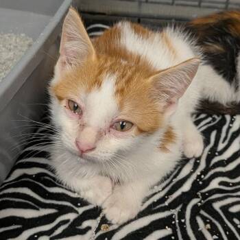 Pumpkin -  Domestic Short Hair Cat for Adoption in Hannibal, Missouri - Pumpkin | PetCurious