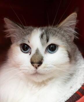 Domestic Short Hair Cats Available for Adoption in Encinitas, California - Pigtail | PetCurious