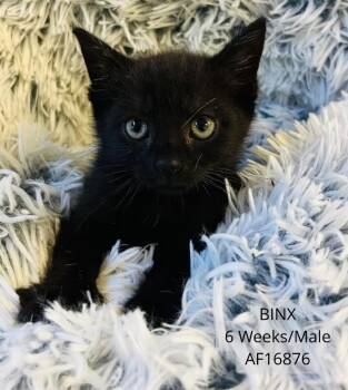 Binx -  Domestic Short Hair Cat for Adoption - Binx | PetCurious