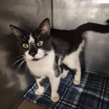 Domestic Short Hair Cats Available for Adoption - Titus | PetCurious