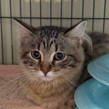 Leaf -  Domestic Medium Hair Cat for Adoption in Saint Charles, Missouri - Leaf | PetCurious