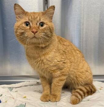 Domestic Short Hair Cats Available for Adoption in Minneapolis, Minnesota - ORVILLE | PetCurious