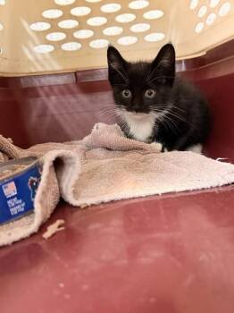 Domestic Short Hair Cats Available for Adoption in Mobile, Alabama - Wren | PetCurious