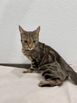 Priscilla -  Domestic Short Hair Cat for Adoption in Las Vegas, Nevada - Priscilla | PetCurious