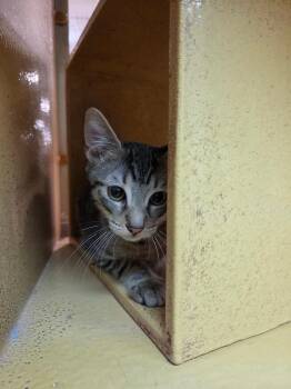 Domestic Short Hair Cats Available for Adoption in Town 