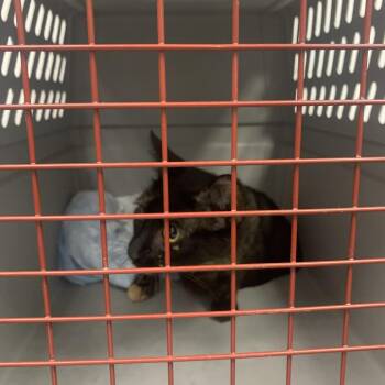 Flossie -  Domestic Short Hair Cat for Adoption in West Palm Beach, Florida - Flossie | PetCurious