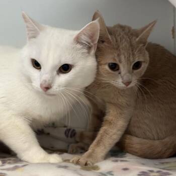 Albus -  Domestic Short Hair Cat for Adoption in Matteson, Illinois - Albus | PetCurious